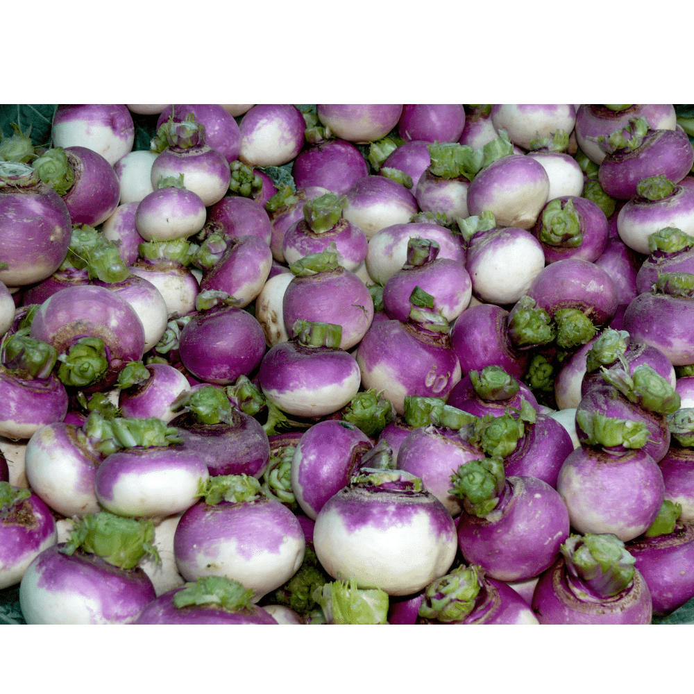 turnip